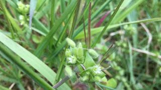 Vogelmuur Stellaria media  20170429 [upl. by Eidroj601]