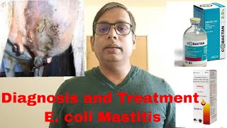 E coli Mastitis  Septic Shock  Toxemia  सही Treatment कैसे करें [upl. by Mansoor]