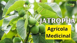 JATROPHA CURCAS PIÑÓN DE TEMPATE Usos en Agricultura y Medicina [upl. by Noorah262]