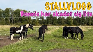 BONNIE HAR ETT SÅR  STALLVLOGG [upl. by Arette]