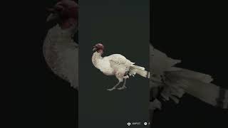 Leucistic Turkeycotwgameplay cotw [upl. by Edee]