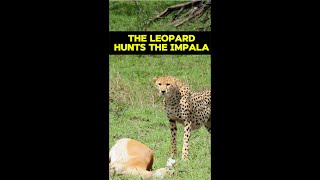 Struggle For Survival  The Leopard Hunts The Impala shorts [upl. by Elora756]