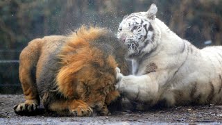 Real Fights Between Lion and Tiger Clash of the Titans [upl. by Oinotnaocram640]