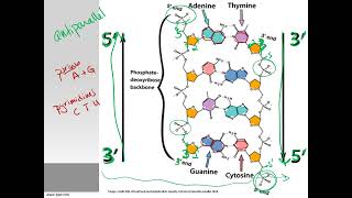 IB Biology Topic 26 DNA RNA structure lecture [upl. by Zumstein354]