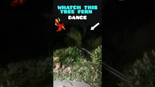 60MPH mile WIND gusts💨 make my TREE FERN 🌴 DANCE💃 😮  3am shorts garden dance [upl. by Kelby890]