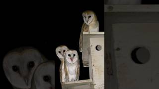 Charming Voice of Barn Owl  Barn Owl Calling Sounds [upl. by Merla]