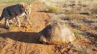 Cheetah Gets Spooked Out By Tortoise Hiding In Its Shell [upl. by Drue]