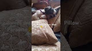 Cute lovable dog sleeping Dreamy Pillows A Dogs Cozy Retreat shorts youtubeshorts viralvideo [upl. by Ahtar]