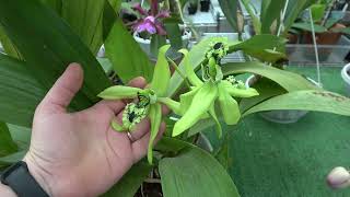 Coelogyne pandurata  Schomburgkia lueddemannii Dendrobium farmeri [upl. by Margaret]