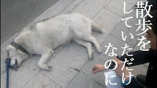 さっきまで散歩していたのに…中国で、犬に対する無差別通り魔事件が発生 [upl. by Harbert]