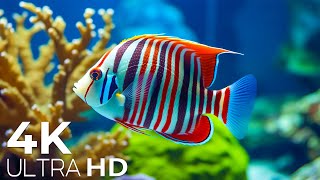 Relaxing Fish Tank with Calming Music  4K VIDEO ULTRA HD  Mesmerizing Moment of Nature [upl. by Joseito182]