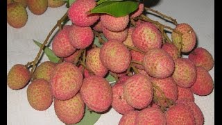 Cay Vai o My Trai Day Canh LYCHEE Tree with Many Fruits  cay an trai [upl. by Ellehcil740]