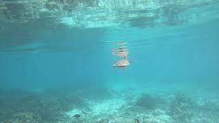 Snorkeling in the Lagoon  St Regis Maldives [upl. by Scarito]