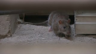 À Marseille les rats s’en prennent aux voitures [upl. by Hutson]