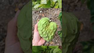 Hanumafal Plant in Telugu  Annona Cherimola  custardapple teluguvlogs [upl. by Clint]