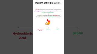 Life Processes Class 10 Biology [upl. by Bertram385]