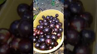 Jabuticaba fruit ni MamaVanzblog [upl. by Fishman72]