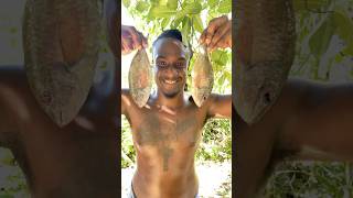 Outdoor Cooking Jamaica  Jamaican Coconut Curry Fish jamaica offgrid outdoorcooking shorts [upl. by Goren]