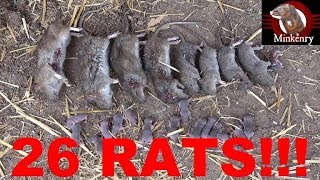 Mink and Dog Catch 26 Rats in a Chicken Coop [upl. by Airyk]