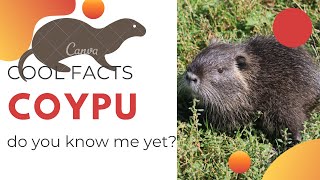 Coypu facts 🐀 Nutria 🐀 large herbivorous semiaquatic rodent [upl. by Alliber948]