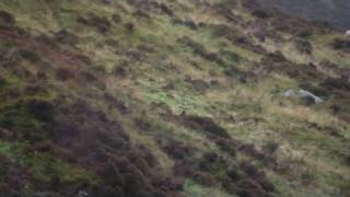 Stag stalking Scotland 270 win 250 yards [upl. by Inasah]