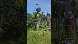 ogród satisfying niwaki garden rośliny diy gardening topiary tree ogrodnictwo [upl. by Koren683]