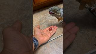 Nipped my finger again pet pets animals foryou r [upl. by Gilbertine407]