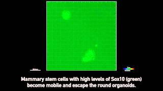 Mammary Stem Cells Escaping Round Organoids [upl. by Edlin]