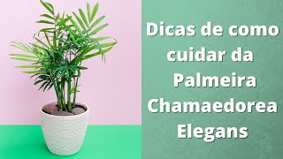 Dicas de como cuidar da Palmeira Chamaedorea Elegans [upl. by Morry529]