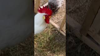 Stonewall And His Hen And The Gems hatchery homestead chicken rooster raisingchickens [upl. by Hamner837]