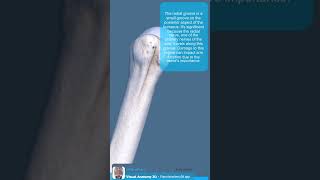 Visual Anatomy 3D  Facts about the Humerus bone [upl. by Giffard]