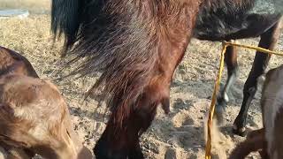 my goat me baby goat milking Bakri [upl. by Ahteres897]