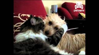 Cat and dog make out [upl. by Gregg]