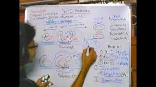 Eukaryotic transcription part 2 Polymerase I mediated transcription [upl. by Zakarias]