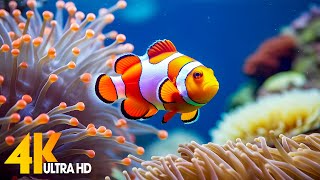 Aquarium 4K VIDEO ULTRA HD  Beautiful Coral Reef Fish  Sleep Relaxing Meditation Music [upl. by Heins]