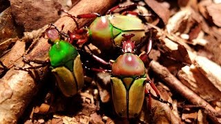 Eudicella Cyprolais loricata  Rosenkäfer  Flower Beetle [upl. by Anewor]