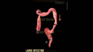 Large Intestine [upl. by Nylirehc]