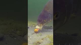 fishing fish carp carpfishing catchandrelease underfishing underwater animals fail shorts [upl. by Eidob]