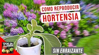 COMO REPRODUCIR HORTENSIAS POR ESQUEJE  FACIL  EL MEJOR METODO [upl. by Ymrots925]