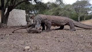 Komodo dragons catches and eats monkeys alive [upl. by Plantagenet]