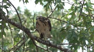 Broad winged Hawk July 25 2024 near Cecil AR [upl. by Hicks]