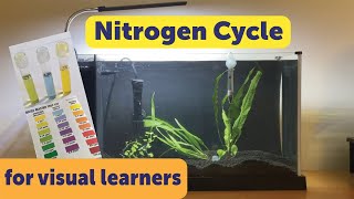 Cycling a new aquarium nitrogen cycle demonstration [upl. by Ellives]