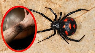 Top 10 MOST VENOMOUS SPIDERS In The World [upl. by Amle]