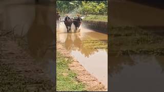 Barkur Hosala kambala tulunadu udupi [upl. by Otrebilif]