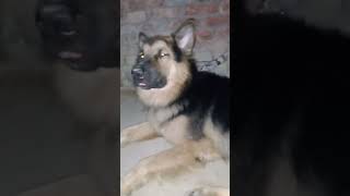 DOGO ARGENTINO dog rotteweiler germanshepherd americanbully shorts viral trending dogvideo [upl. by Tabitha]