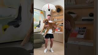 Holding Bigger And Bigger Dogs  HINDI  MrBeast New Hindi Video mrbeasthindi mrbeast ad shorts [upl. by Ruscher58]