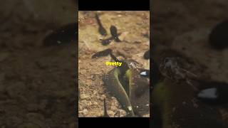 How Tadpoles Lose Their Tails 🐸 [upl. by Acinelav]