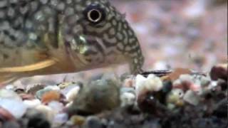 Corydoras Sterbai searching for food close up HD [upl. by Gerardo]