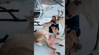 A female volunteer accidentally saved a pregnant reindeer that was having trouble giving birth [upl. by Aivad8]