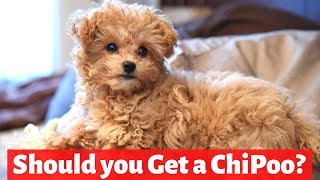 Chipoo Chihuahua Poodle Mix  Temperament and Personality [upl. by Desirae282]